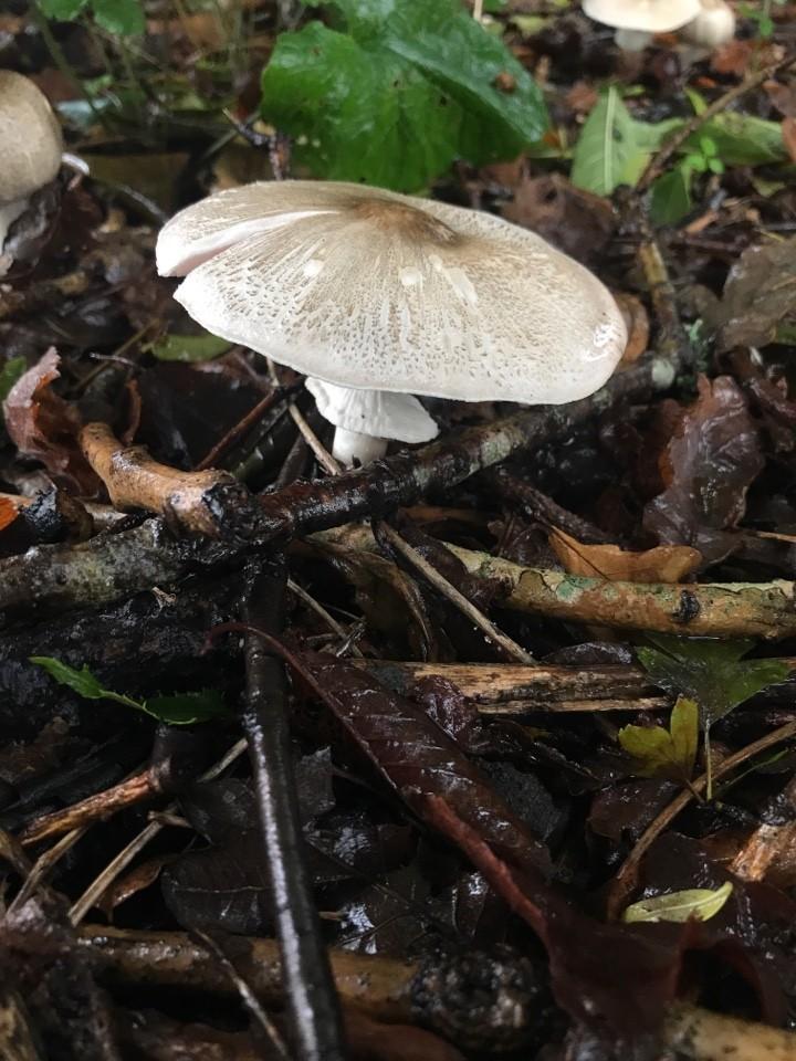 California flat-top agaricus