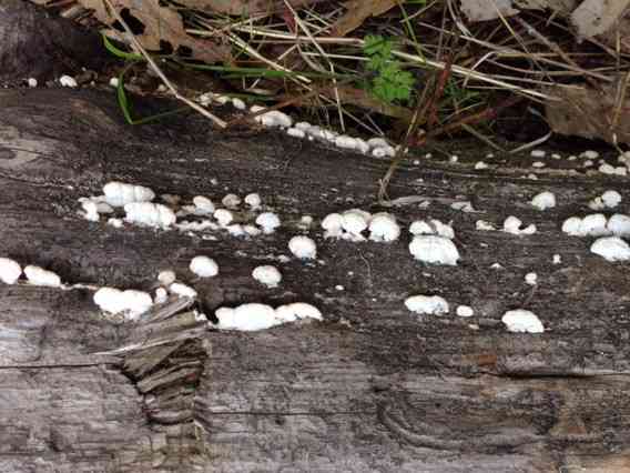 Purplepore bracket (Trichaptum abietinum) thumbnail 2