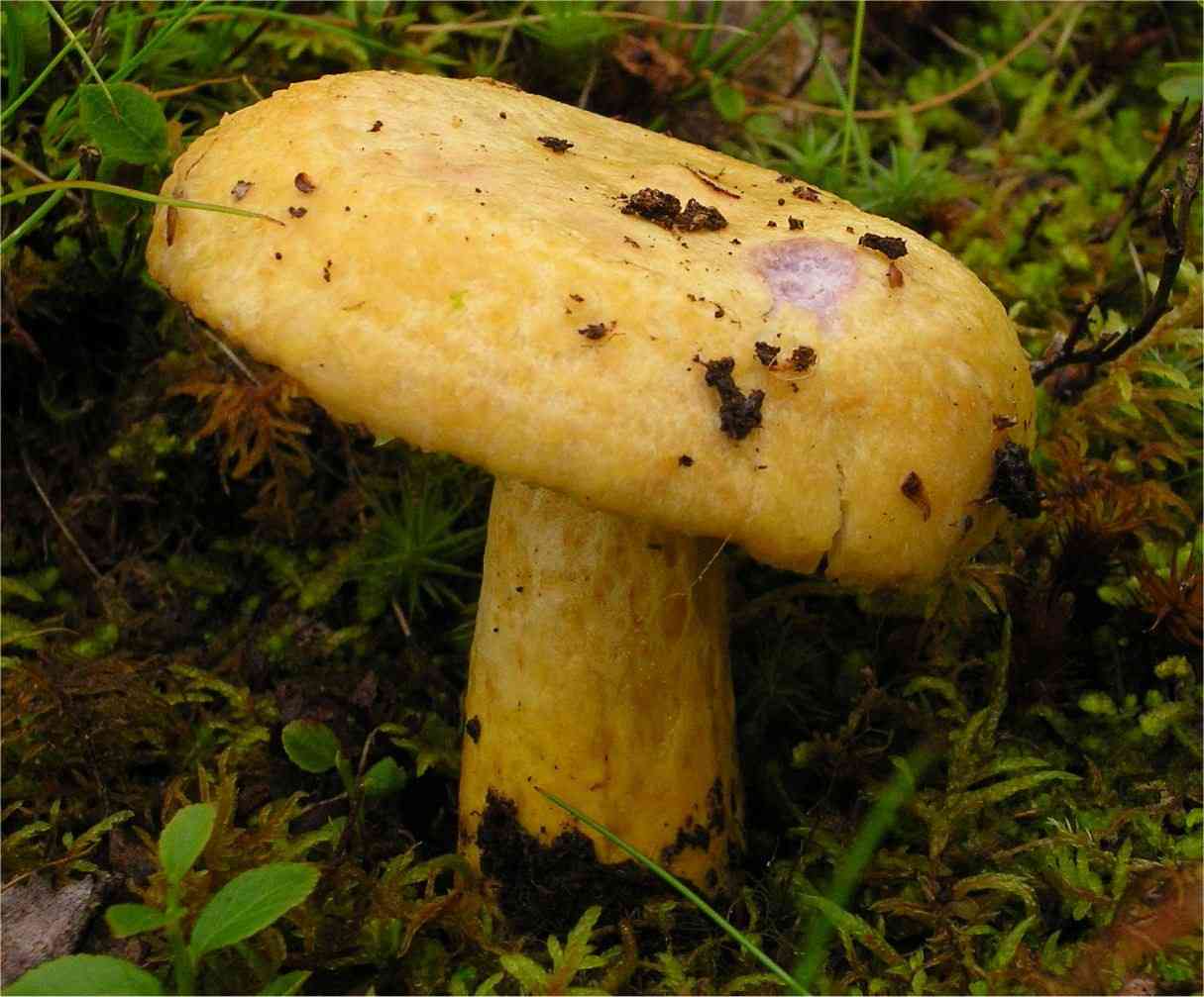 Purple-staining bearded milk cap (Lactarius repraesentaneus) thumbnail 3