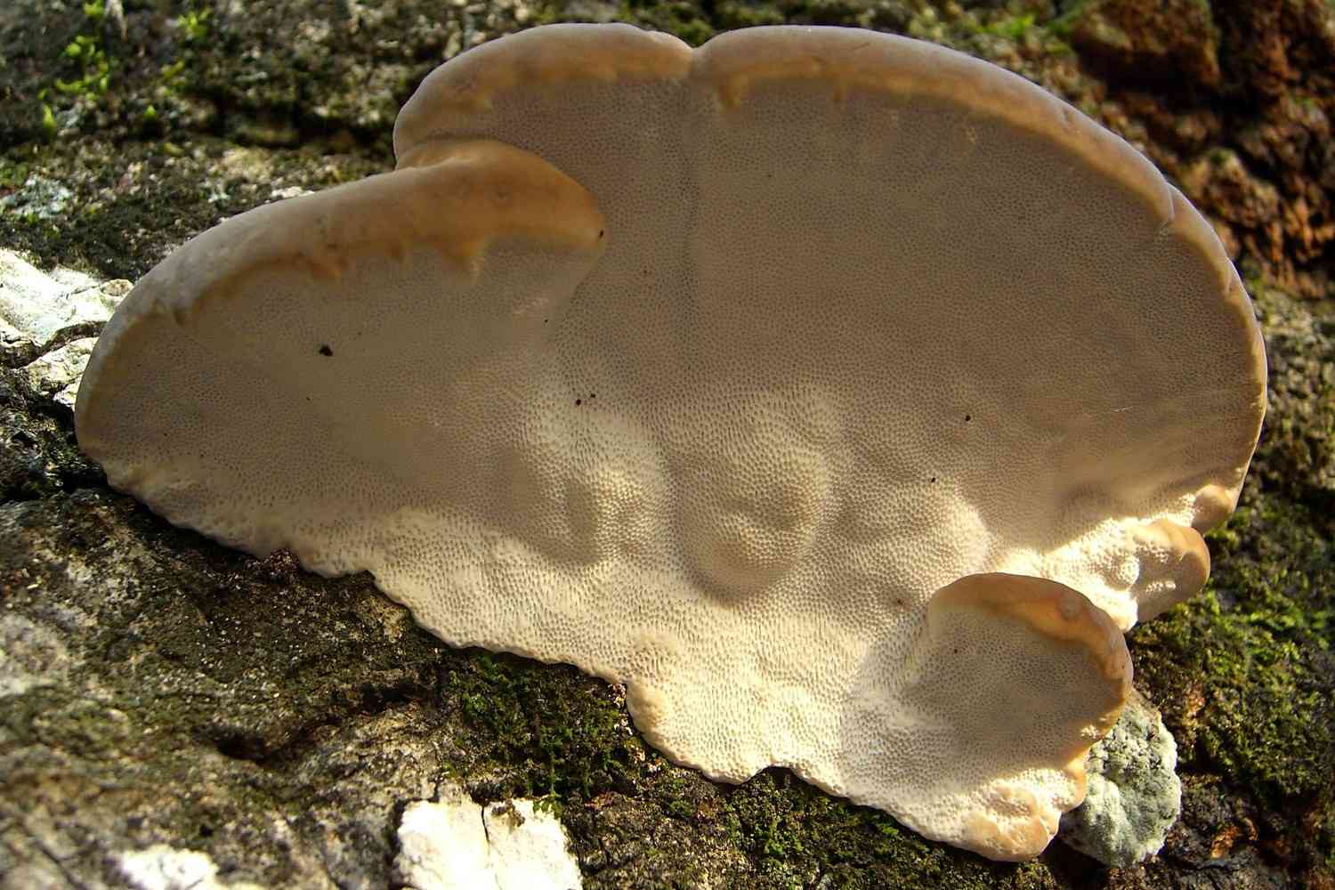 Annosum root rot (Heterobasidion annosum) thumbnail 1