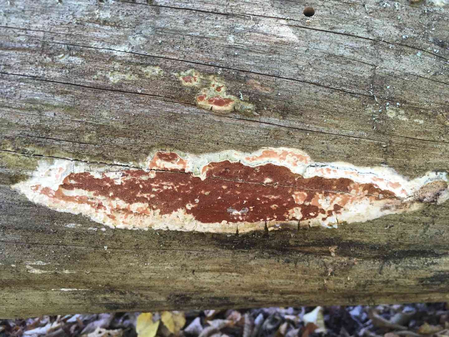 Gloeoporus taxicola (Gloeoporus taxicola) thumbnail 1