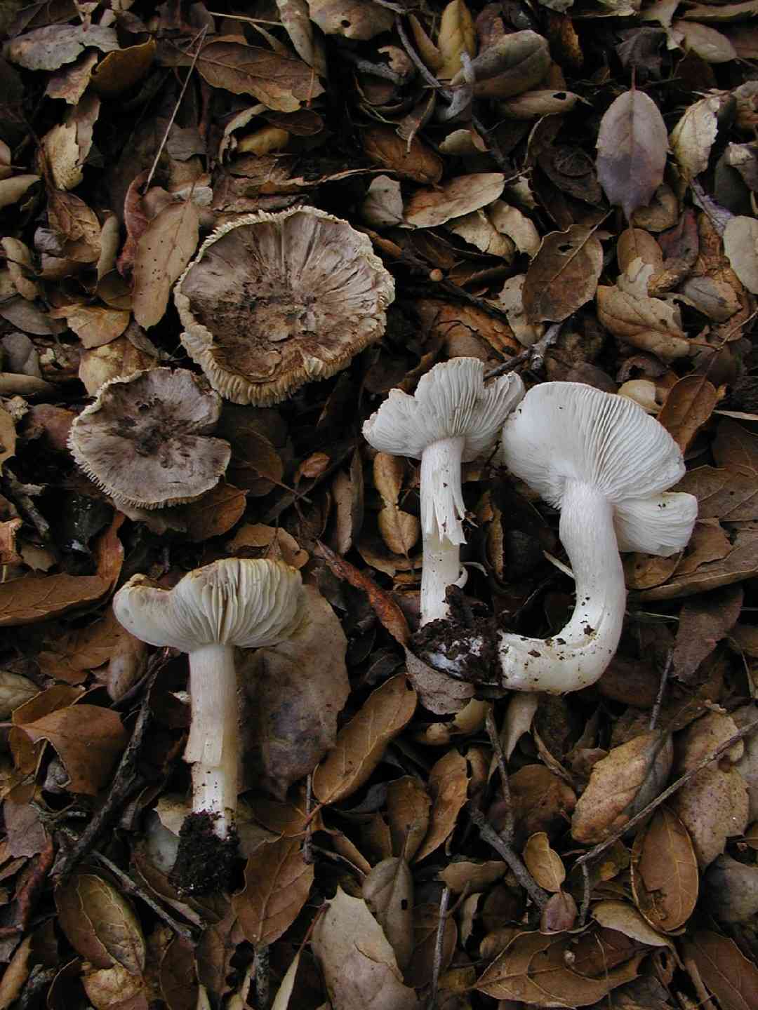 Tricholoma argyraceum (Tricholoma argyraceum) thumbnail 3