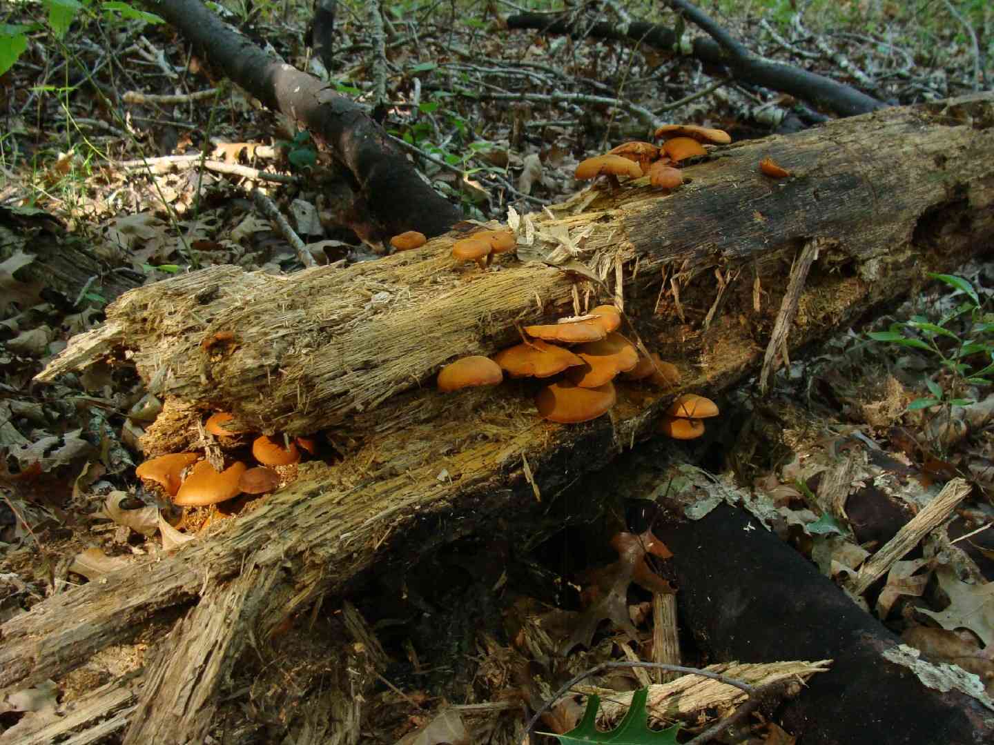 Gymnopilus liquiritiae (Gymnopilus liquiritiae) thumbnail 2