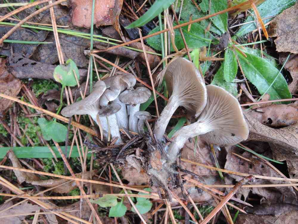 Mealy frosted funnel (Clitocybe ditopa) thumbnail 1