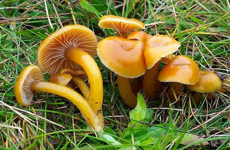Heath waxcap