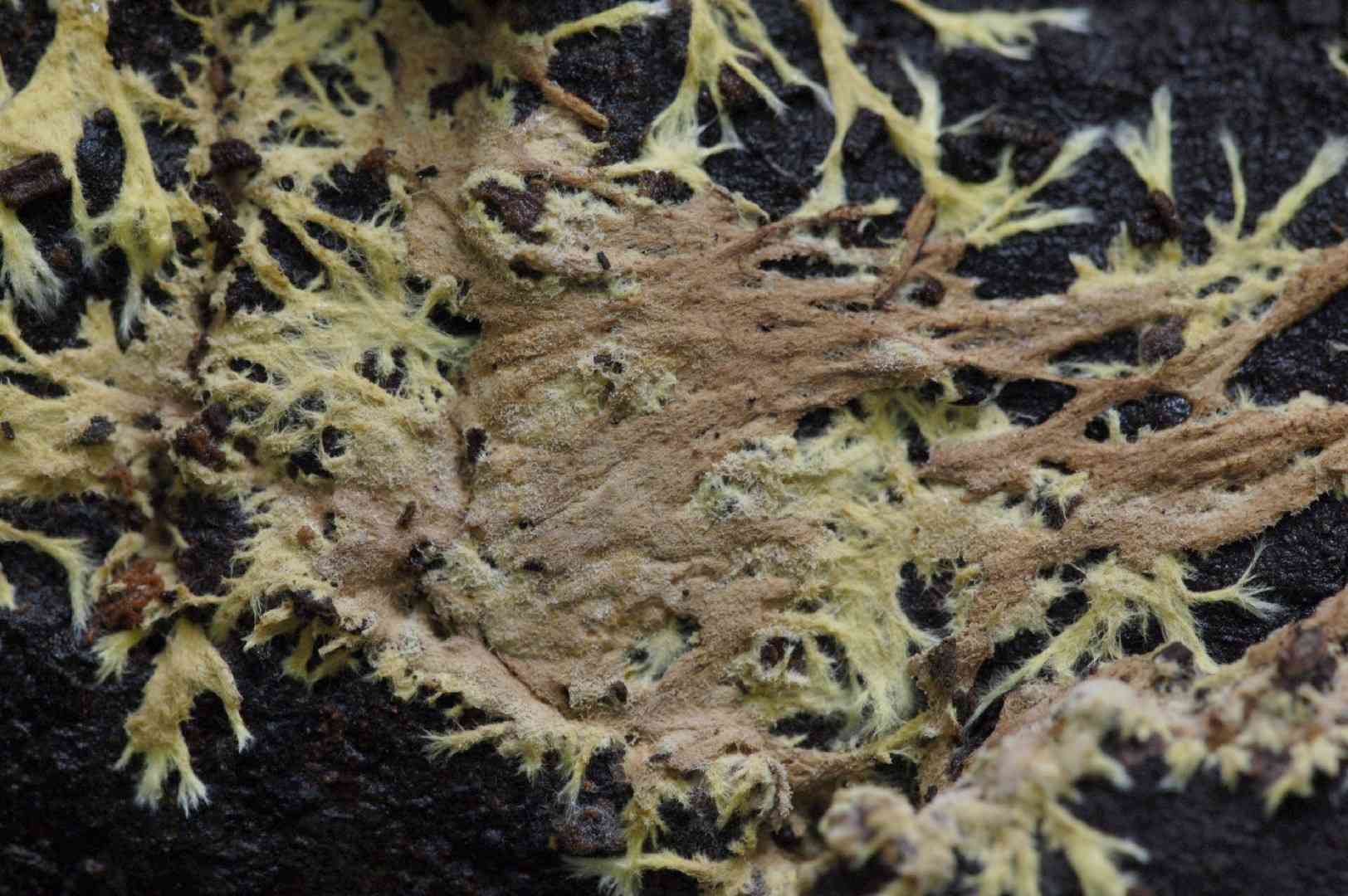 Xenasmatella vaga (Xenasmatella vaga) thumbnail 1