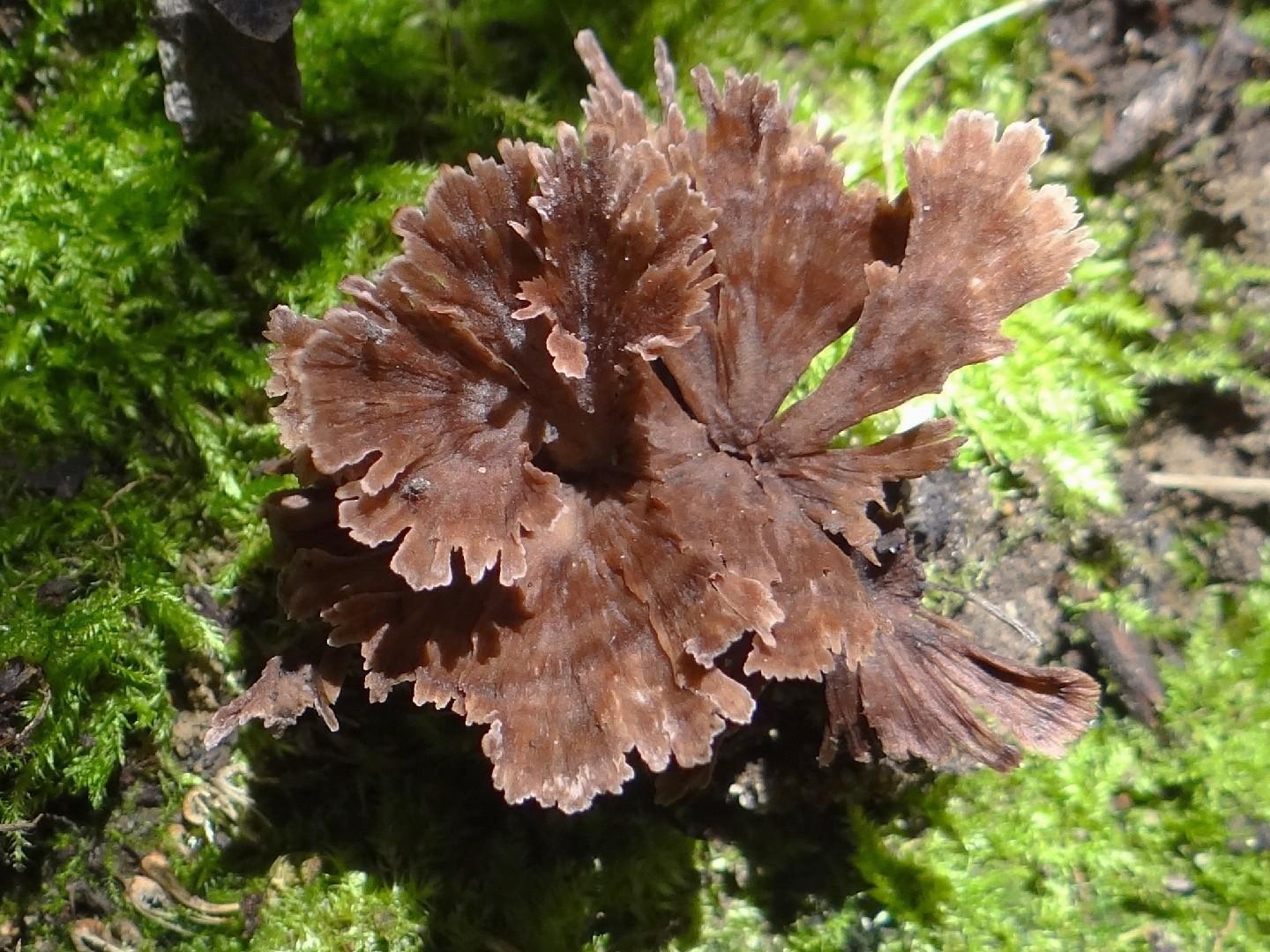 Carnation earthfan