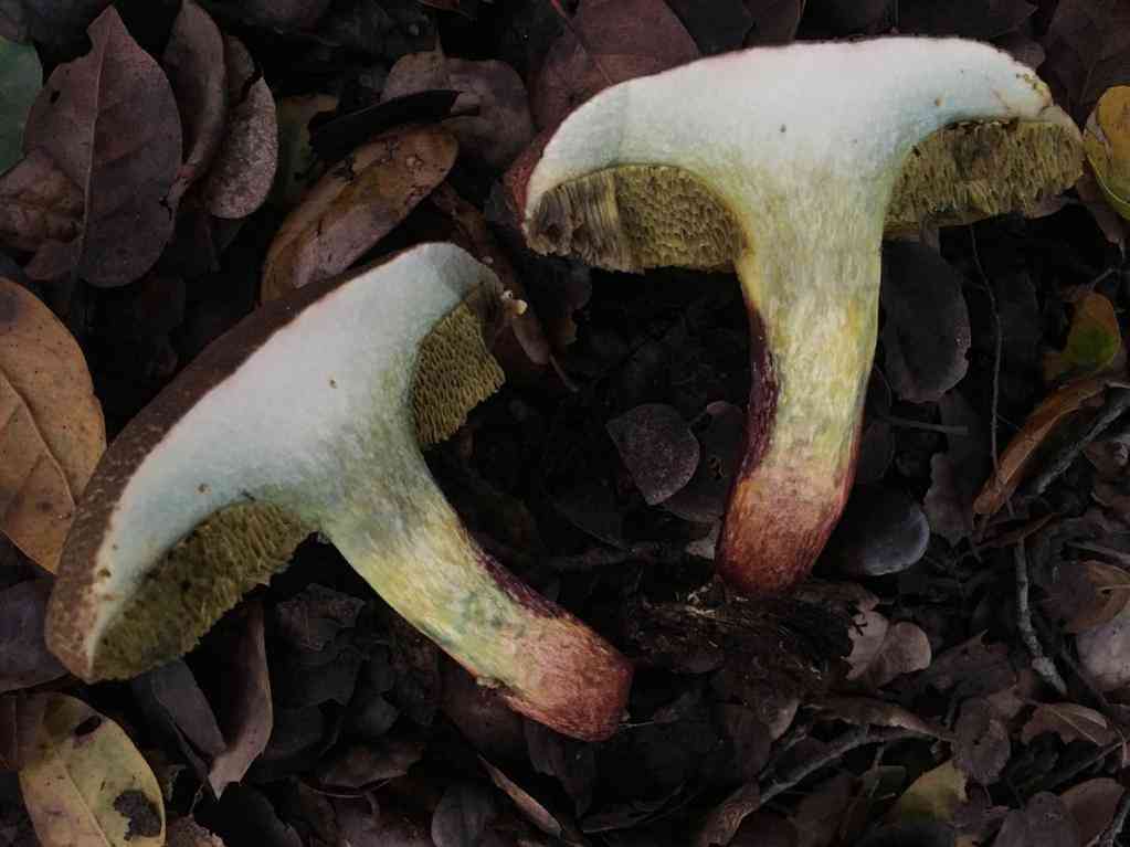 Red cracking bolete (Xerocomellus chrysenteron) thumbnail 2