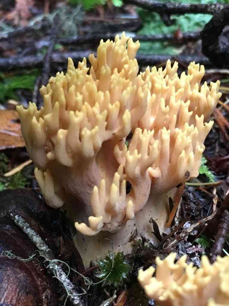 Yellow-tipped coral (Ramaria formosa) thumbnail 3