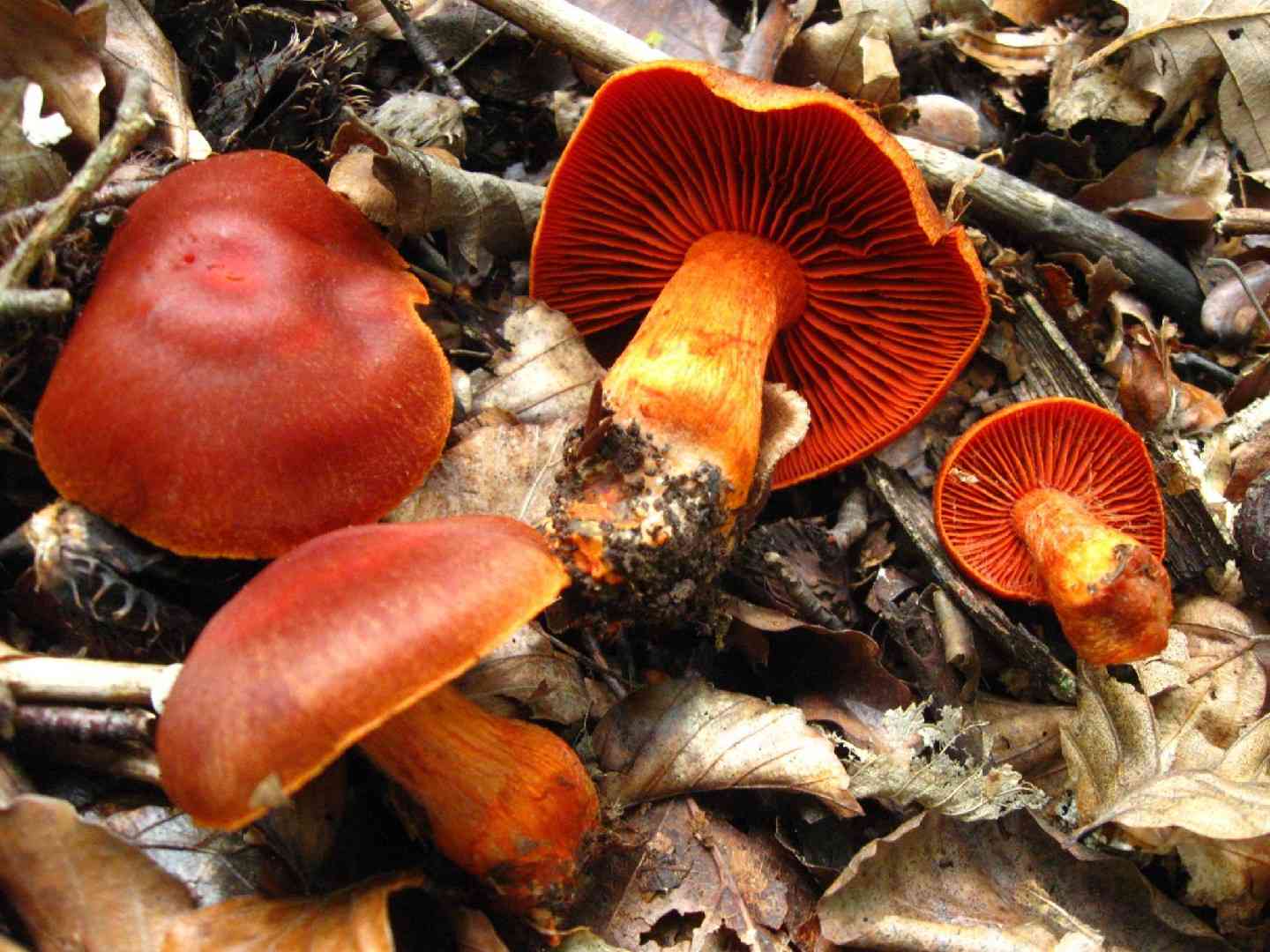 Cinnabar webcap (Cortinarius cinnabarinus) thumbnail 2