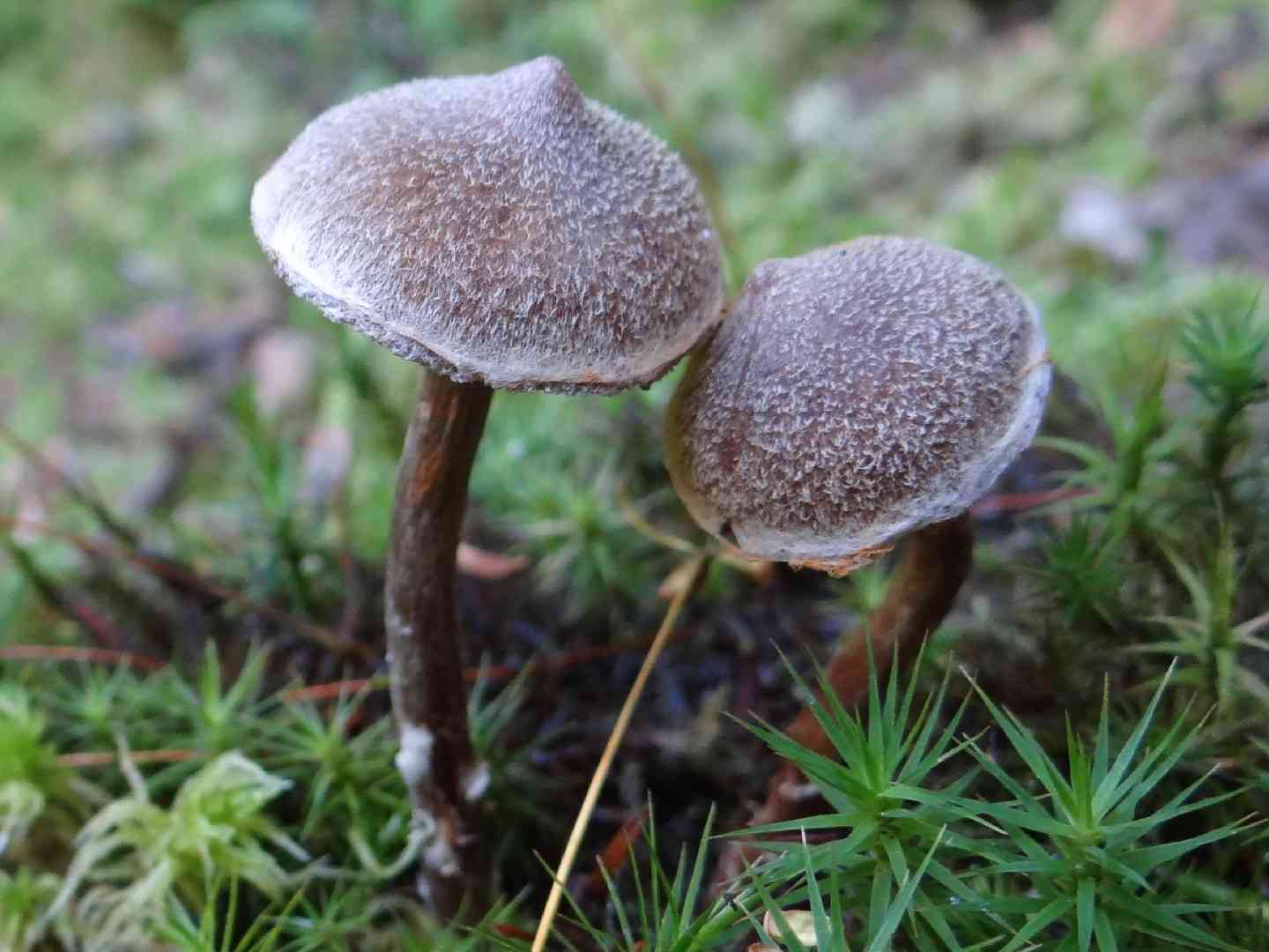 Pelargonium webcap (Cortinarius flexipes) thumbnail 2