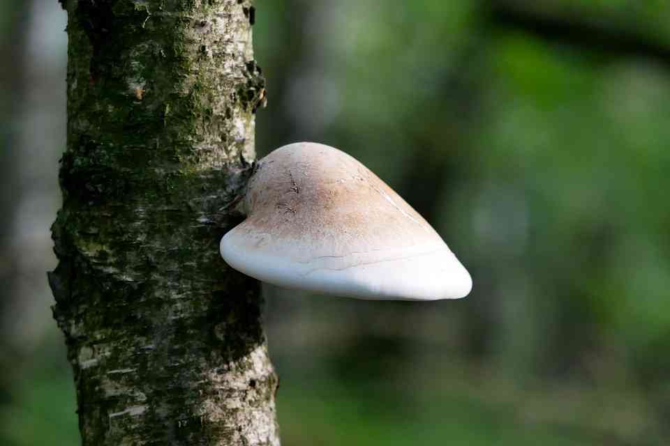 Birch polypore (Fomitopsis betulina) thumbnail 1