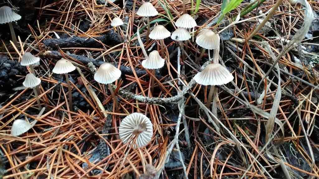 Pinkedge bonnet (Mycena capillaripes) thumbnail 2