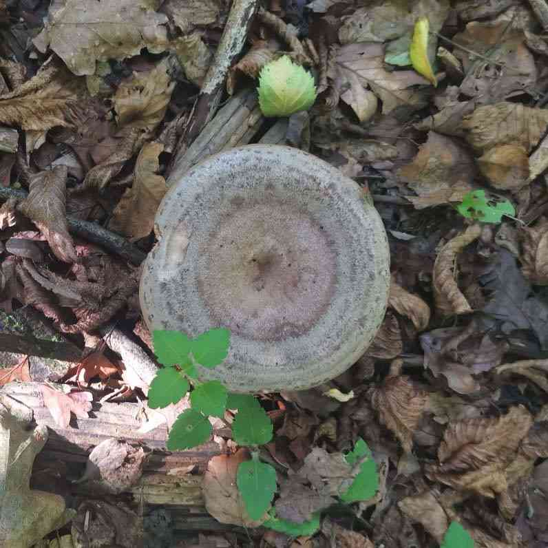 Lactarius circellatus (Lactarius circellatus) thumbnail 1