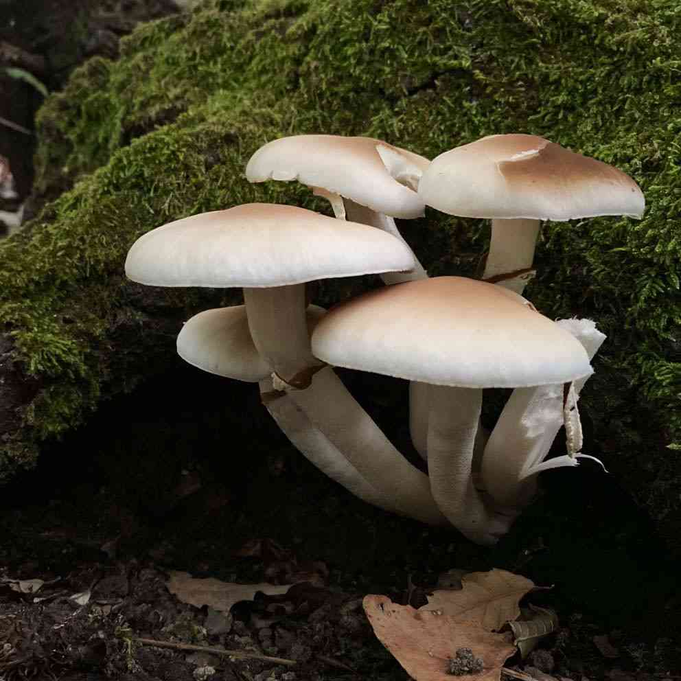 Poplar fieldcap (Cyclocybe cylindracea) thumbnail 1