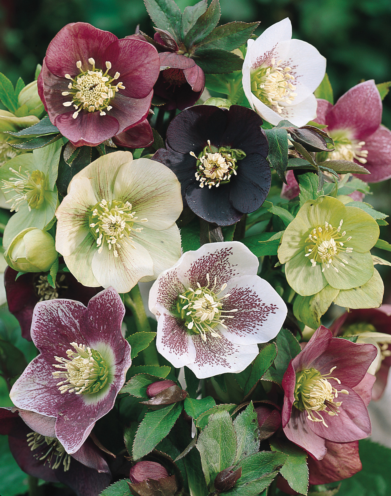 Lenten rose