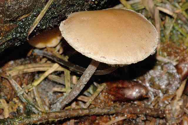 Snakeskin Brownie (Hypholoma marginatum) thumbnail 2
