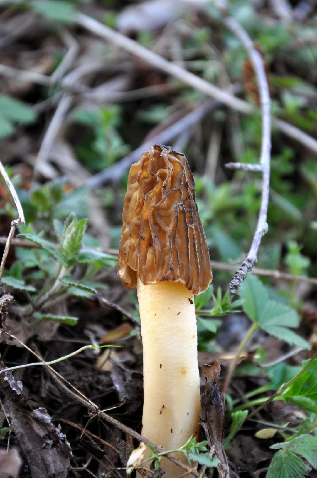 Early morel thumbnail 3