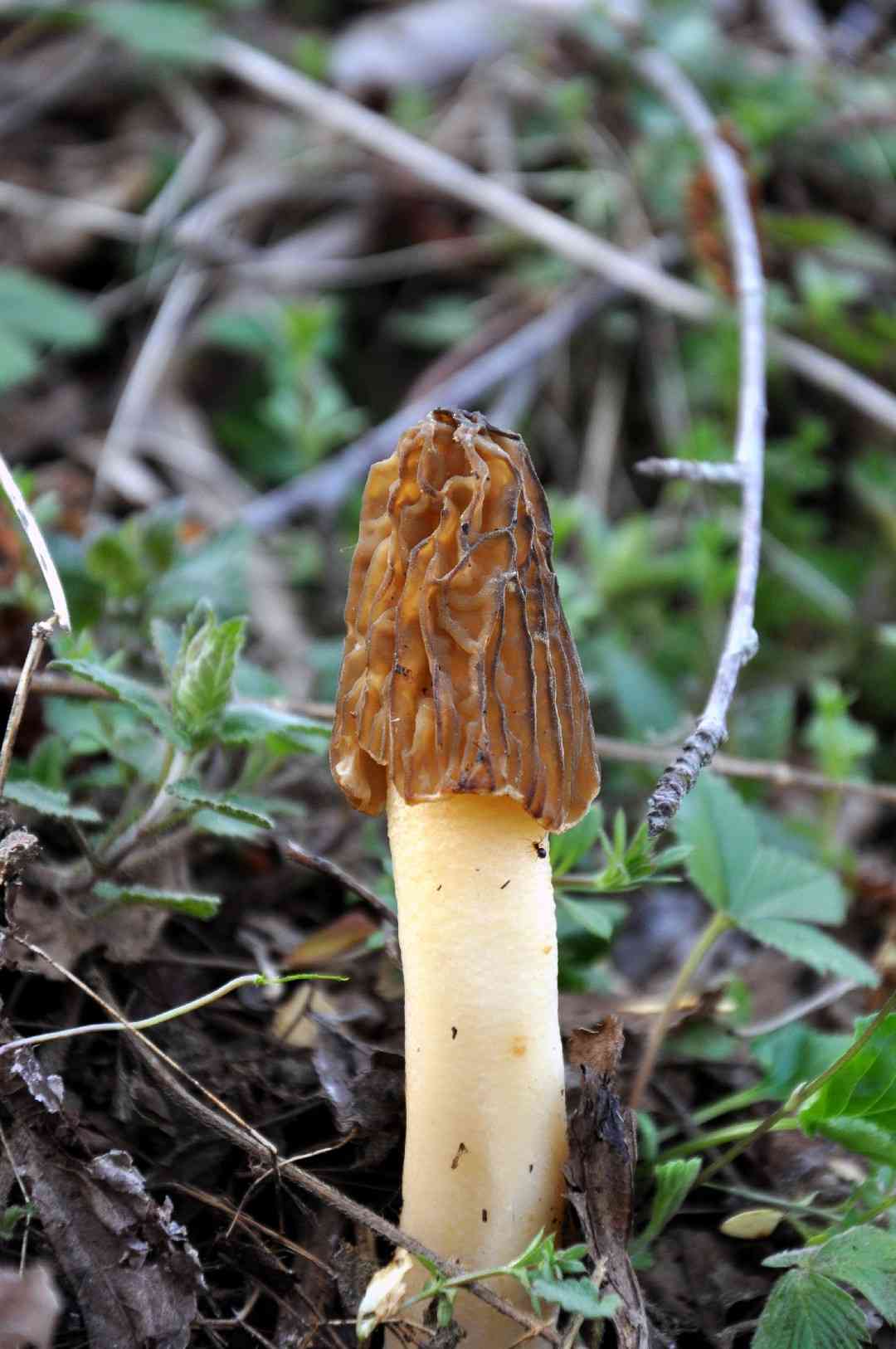 Early morel (Verpa bohemica) thumbnail 3