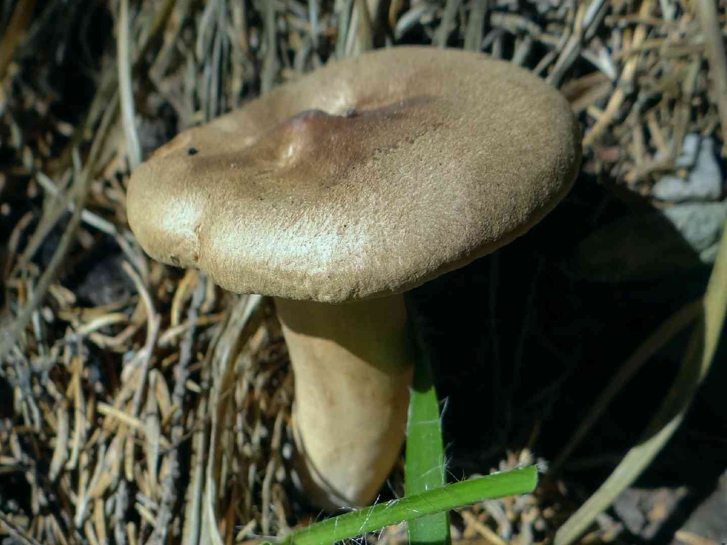 Cortinarius cotoneus (Cortinarius cotoneus) thumbnail 2