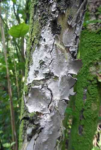Lopharia cinerascens (Lopharia cinerascens) thumbnail 2