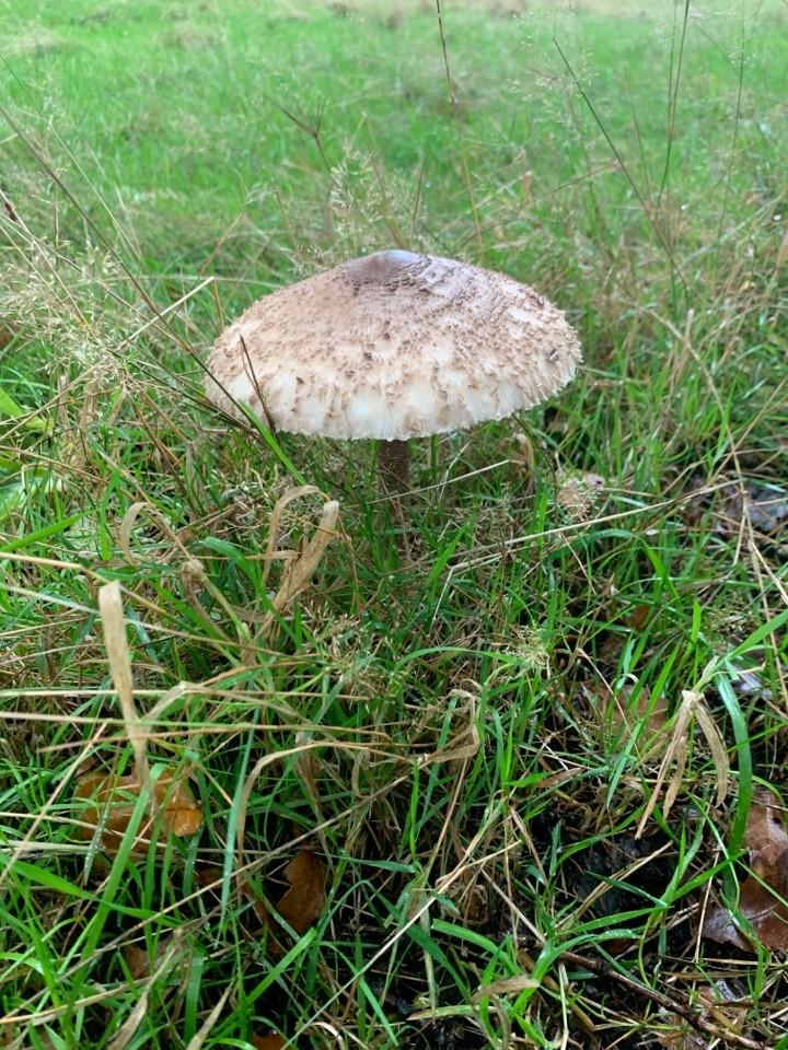 Graceful parasol