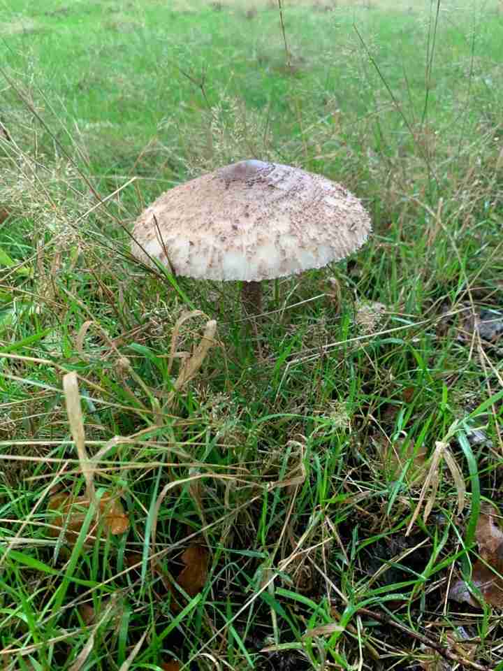 Graceful parasol (Macrolepiota clelandii)