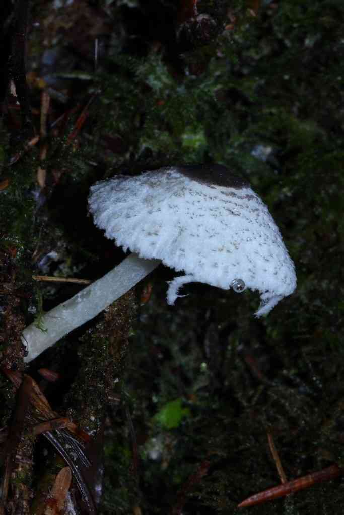 Skullcap dapperling (Leucocoprinus brebissonii) thumbnail 3
