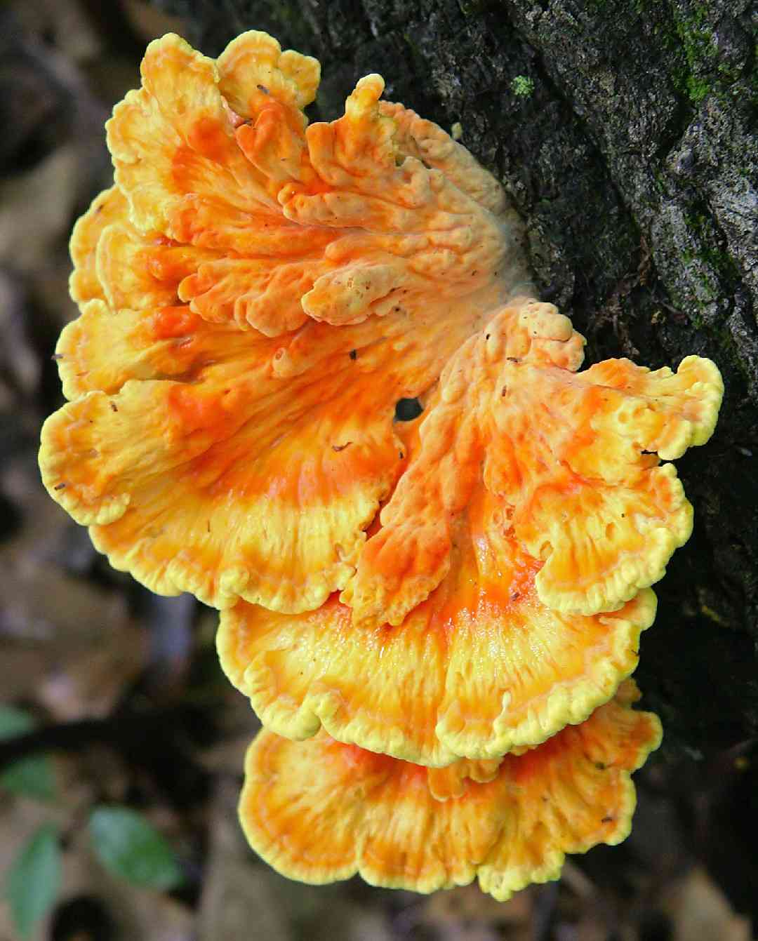 Chicken of the woods (Laetiporus sulphureus) thumbnail 1