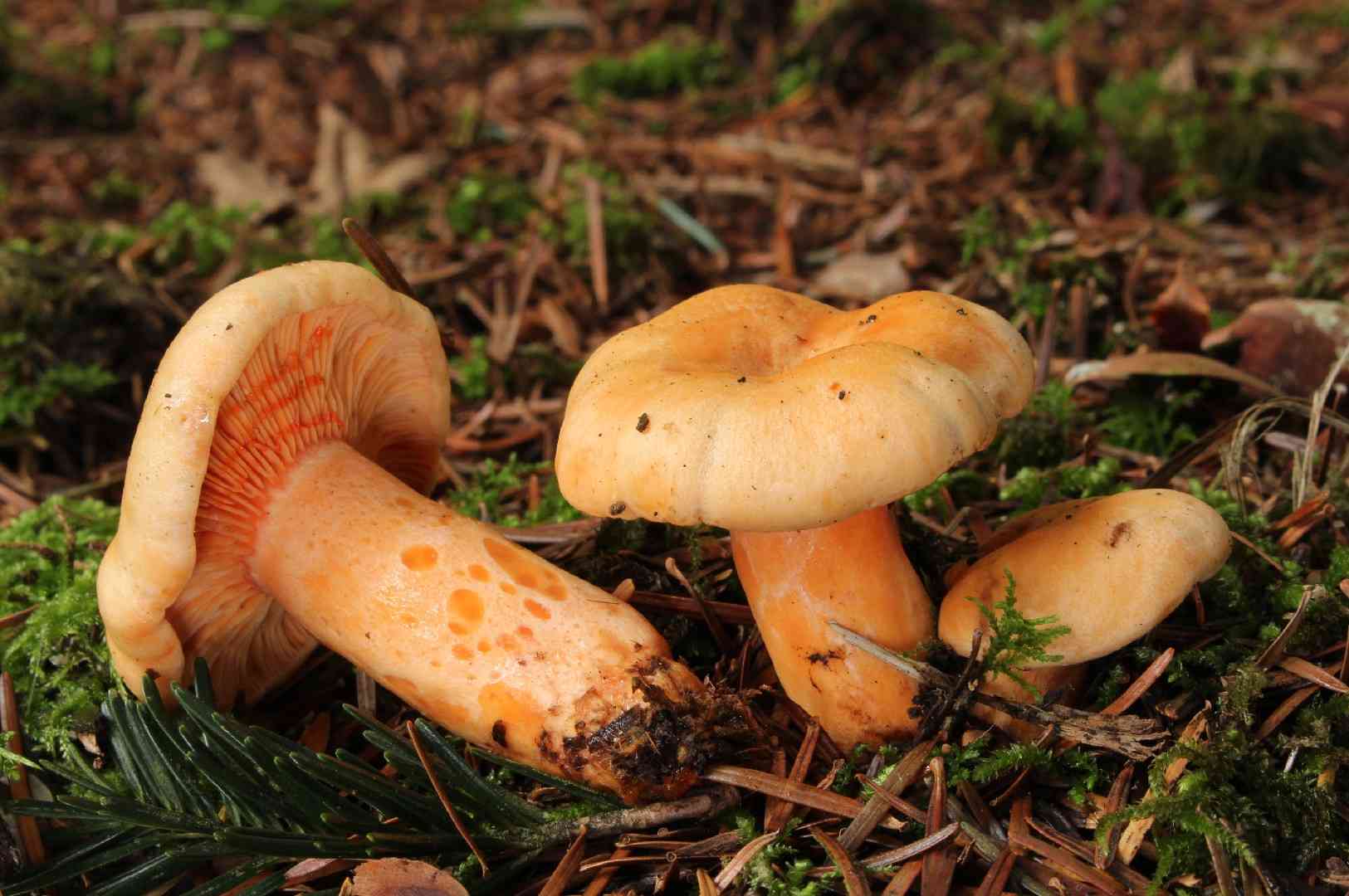 Salmon milkcap (Lactarius salmonicolor) thumbnail 1
