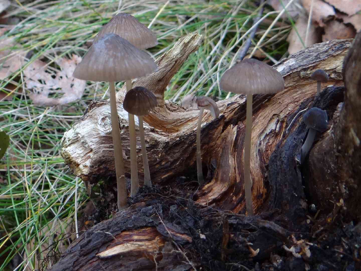 Stump fairy helmet (Mycena alcalina) thumbnail 3