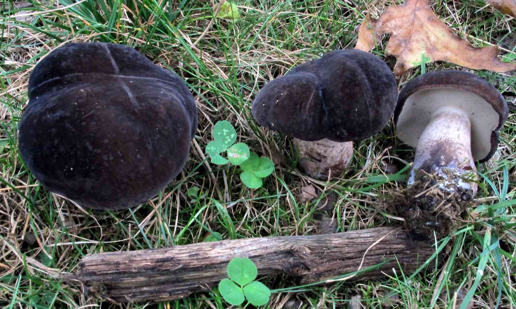 Black velvet bolete (Tylopilus alboater) thumbnail 2