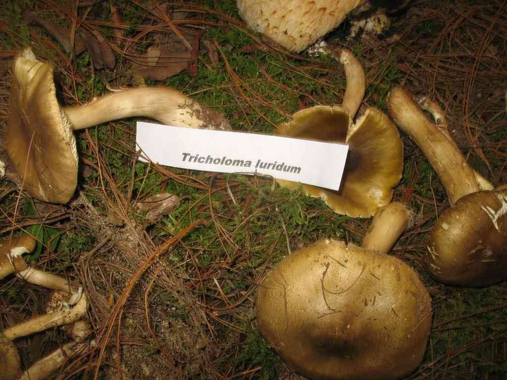 Tricholoma luridum (Tricholoma luridum) thumbnail 2