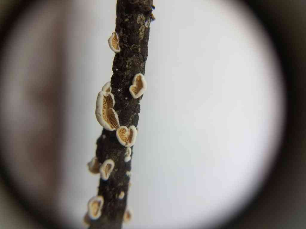 Pale oysterling (Crepidotus caspari) thumbnail 2