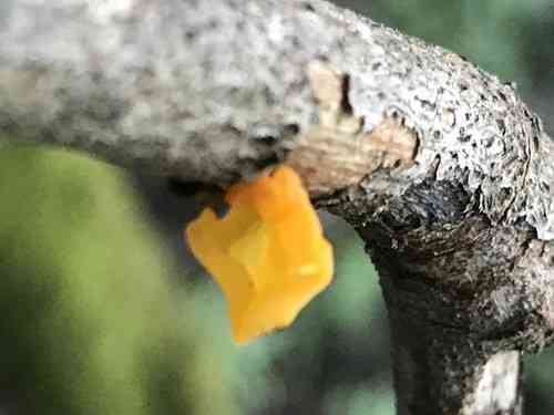 Witches' butter (Tremella mesenterica) thumbnail 3