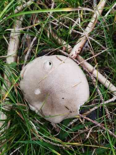 Gray almond waxy cap (Hygrophorus agathosmus) thumbnail 2
