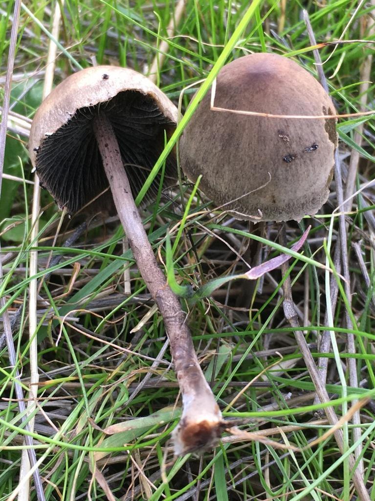 Petticoat mottlegill thumbnail 2