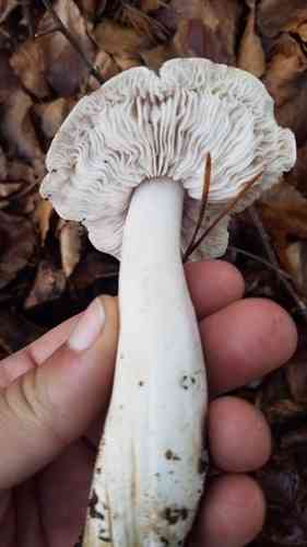 Beech knight (Tricholoma sciodes) thumbnail 1