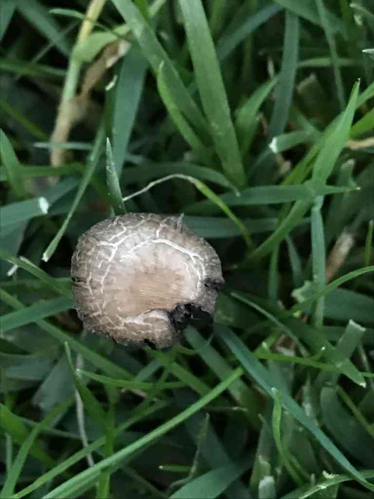 Banded mottlegill (Panaeolus cinctulus) thumbnail 3