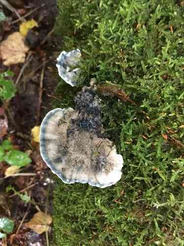 Blue cheese polypore (Postia caesia) thumbnail 3