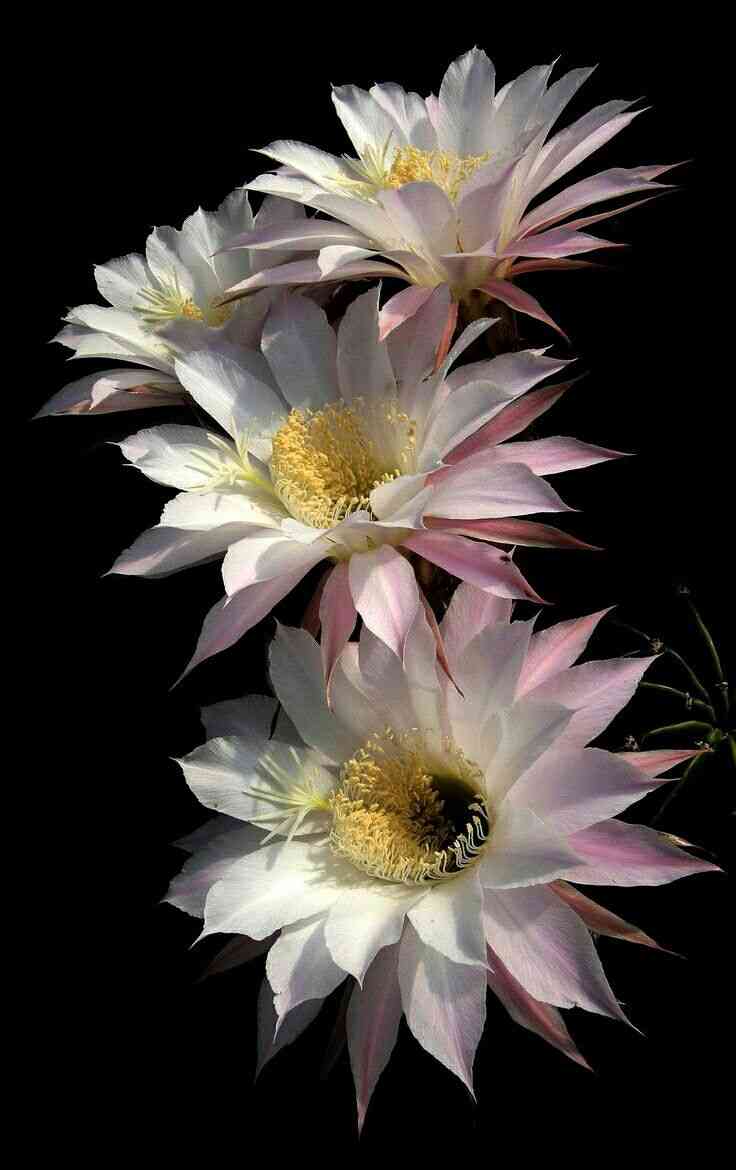 ‎Easter lily cactus