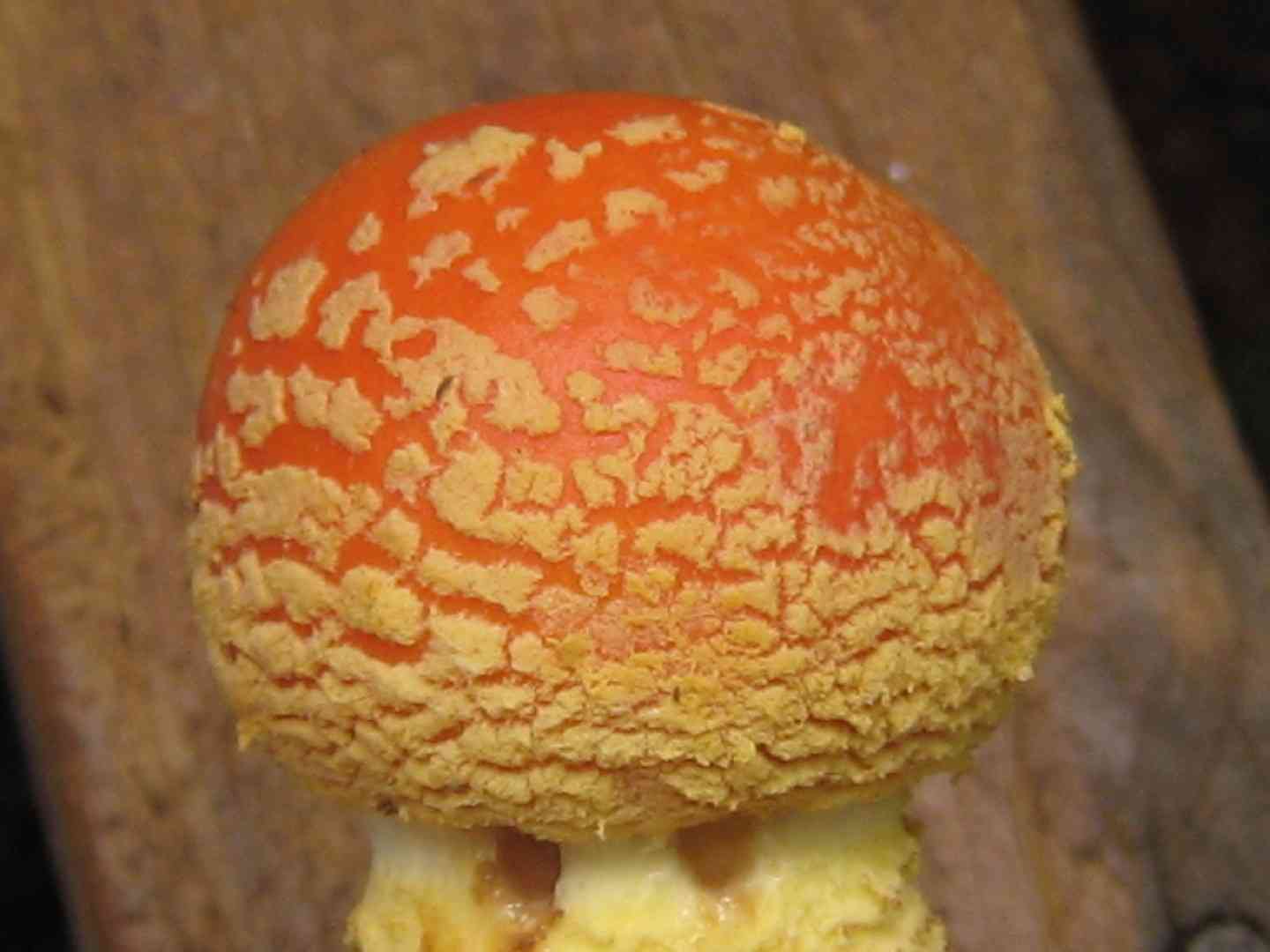 Peach-colored fly agaric (Amanita persicina) thumbnail 2