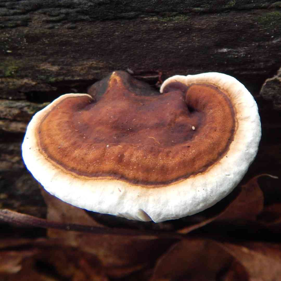 Artist's mushroom (Ganoderma lobatum) thumbnail 3
