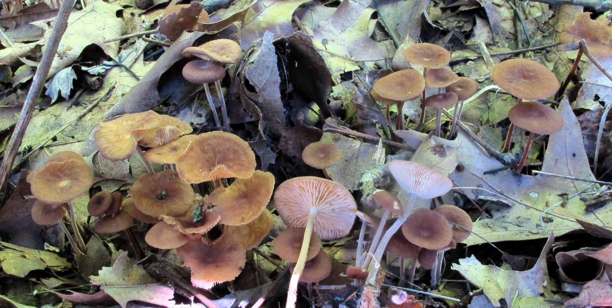 Gymnopus subnudus (Gymnopus subnudus) thumbnail 2