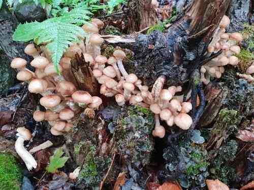 Northern honey mushroom (Armillaria borealis) thumbnail 2