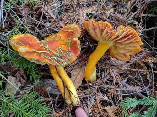Crimson waxcap (Hygrocybe punicea) thumbnail 2
