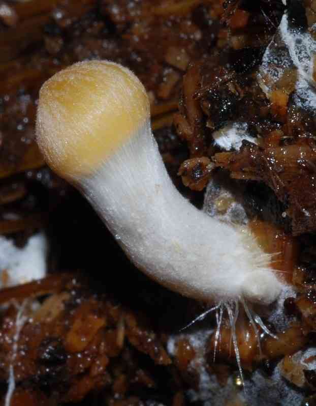 Psilocybe weraroa