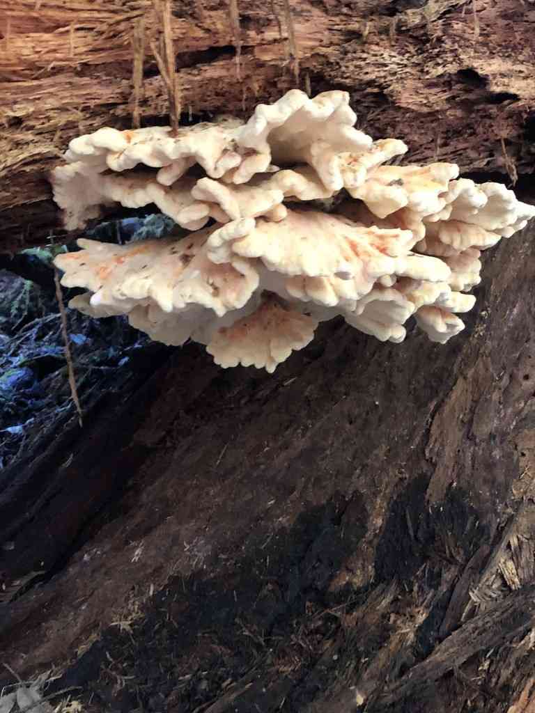 Conifer sulfur shelf (Laetiporus conifericola) thumbnail 3