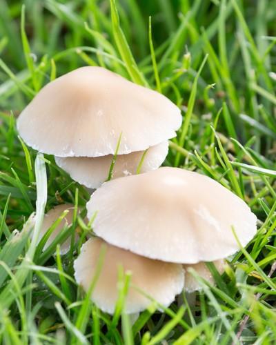 Pale brittlestem