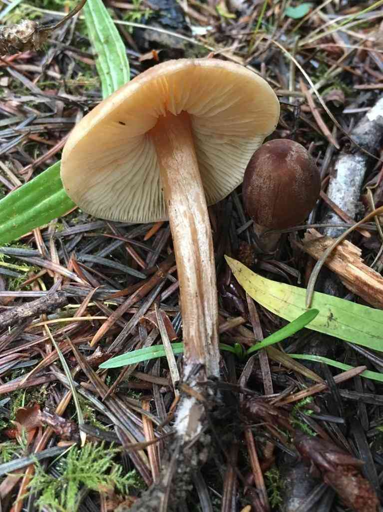 Redwood rooter (Caulorhiza umbonata) thumbnail 3